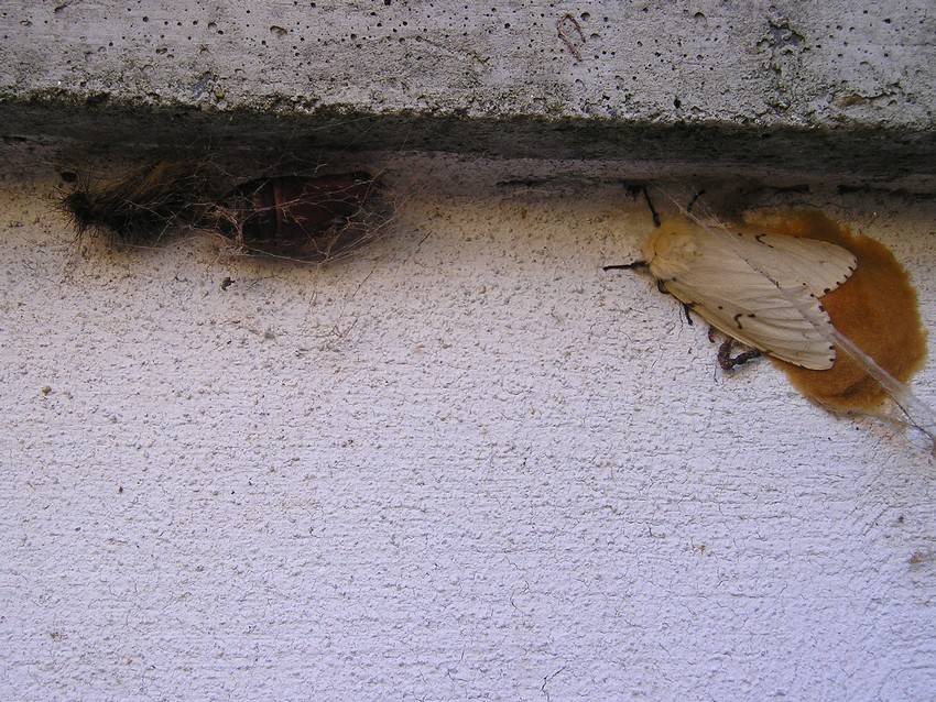 Lepidotteri da identificare nel Parco del Ticino